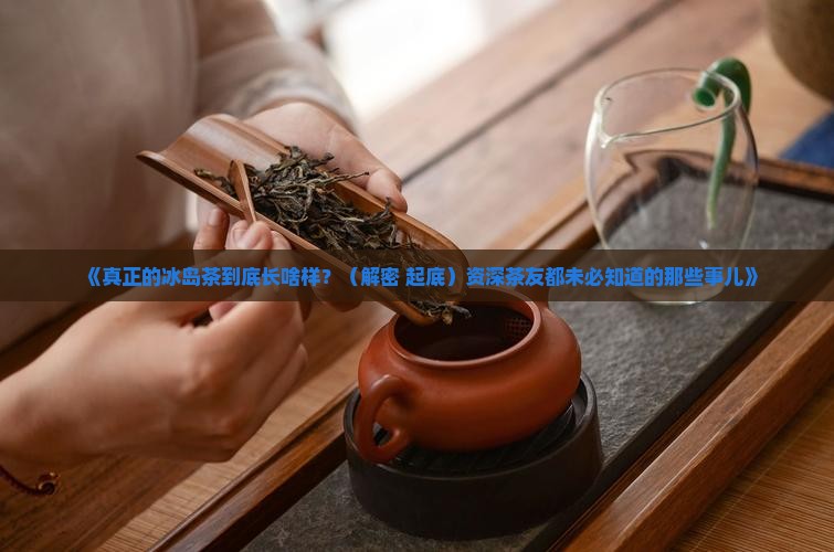 真正的冰岛茶是什么样的