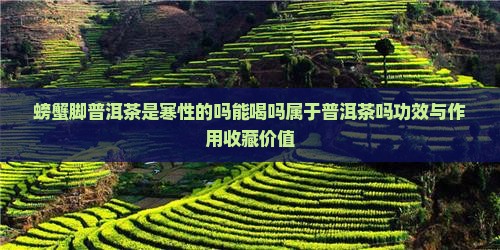 螃蟹脚普洱茶是寒性的吗