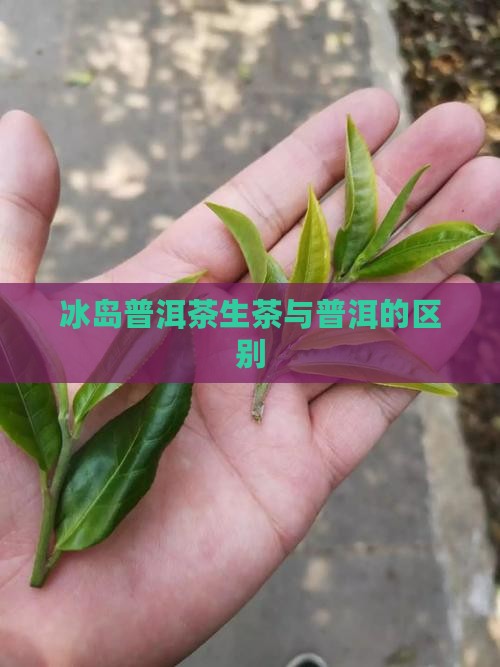 冰岛熟是普洱茶吗