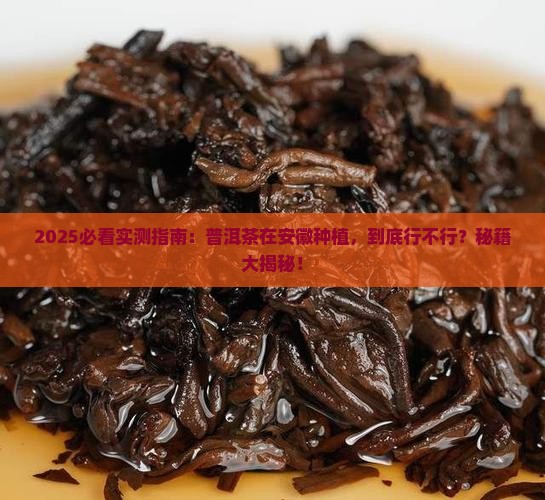 普洱茶在安徽种植可以吗