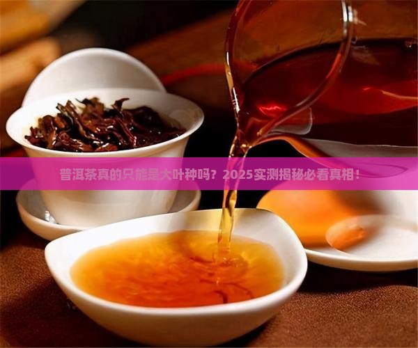 普洱茶只能是大叶种吗