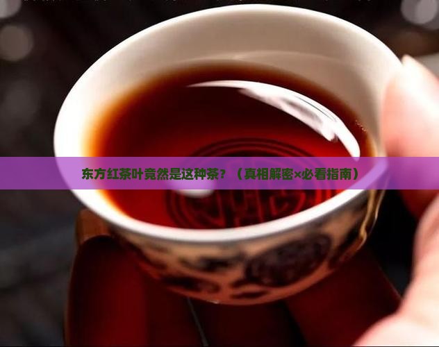 东方红茶叶属于什么茶
