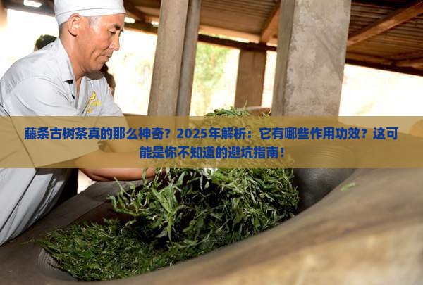 藤条古树茶的作用功效