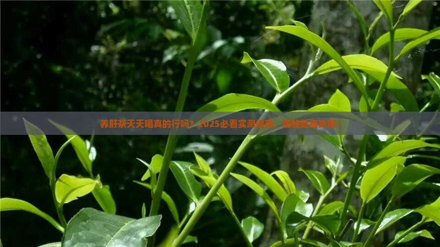 养肝茶能天天喝吗