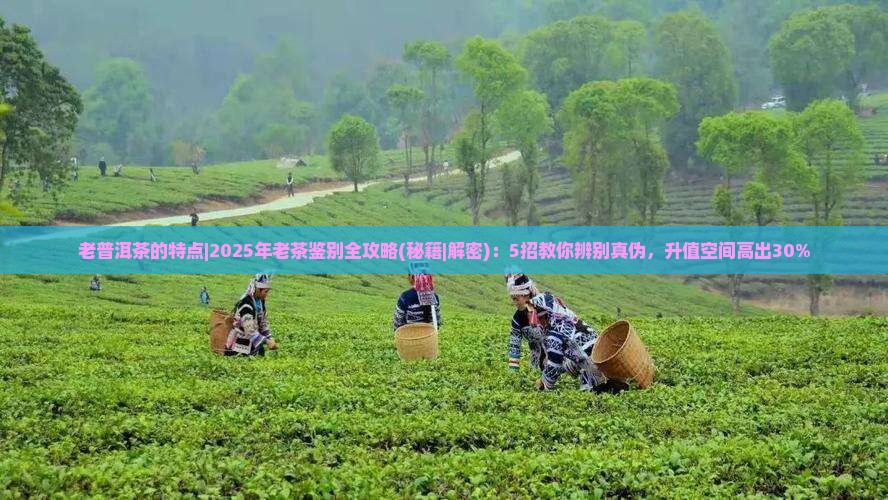 老普洱茶的特点