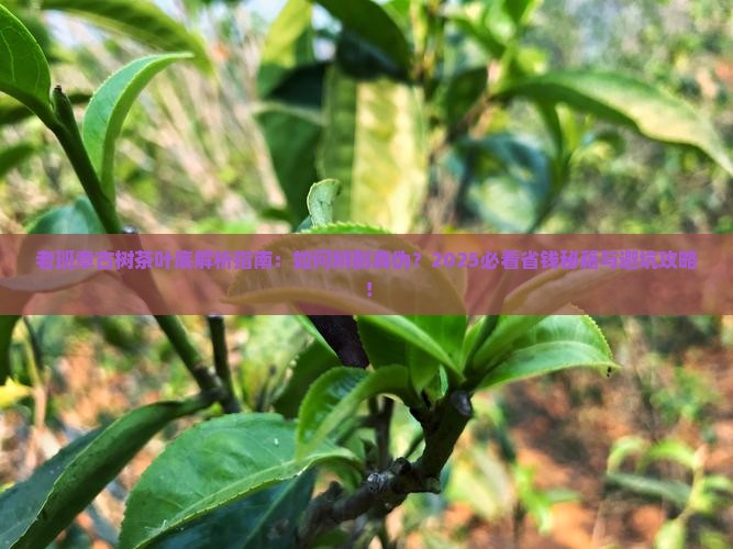 老班章古树茶叶底