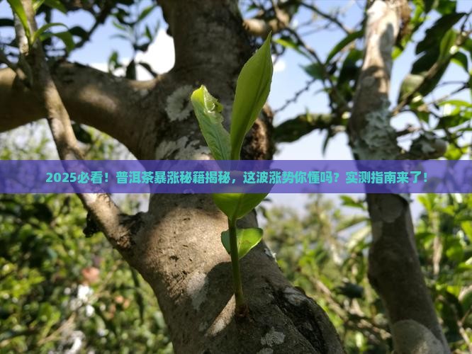 2018年普洱茶上涨