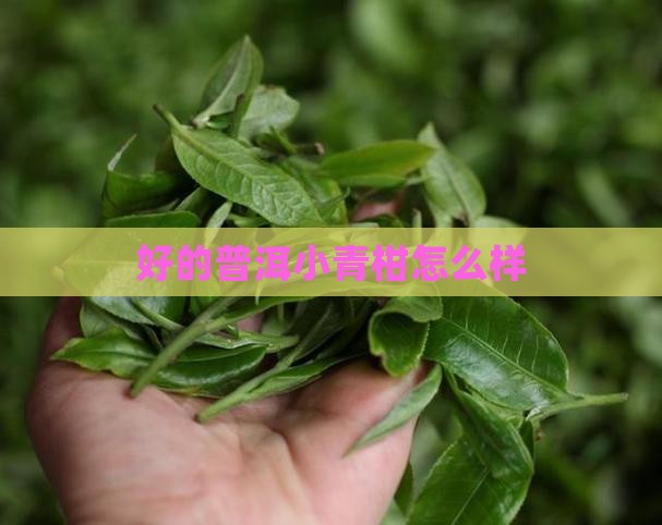 好的普洱小青柑怎么样