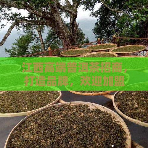 江西高端熟普洱茶招商