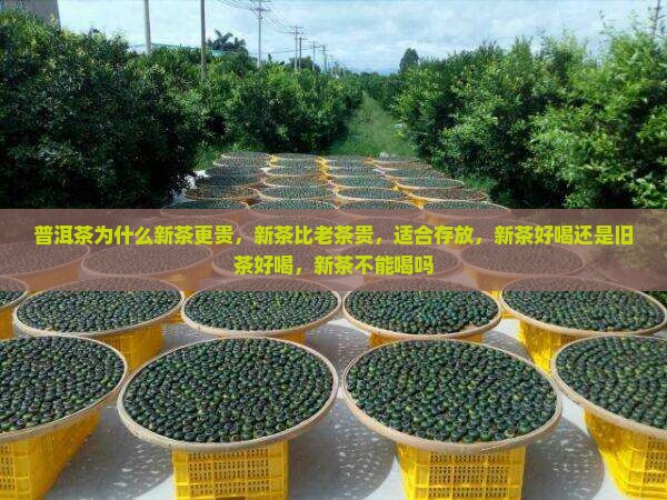 普洱茶为什么新茶更贵