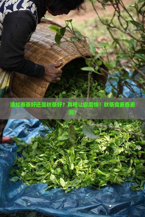 滇红春茶好还是秋茶好