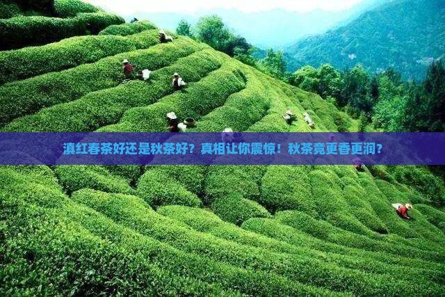 滇红春茶好还是秋茶好