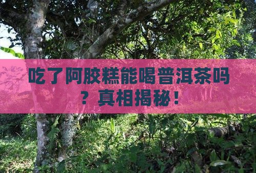 吃了阿胶糕能喝普洱茶吗