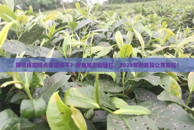 胃溃疡能喝点普洱茶不