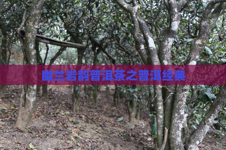 幽兰岩韵普洱茶