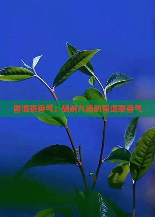 胡说八道的普洱茶香气