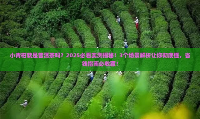 小青柑就是普洱茶吗