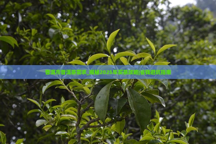 普洱市普洱茶需求