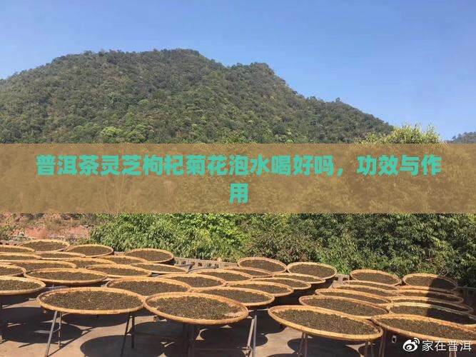 普洱茶灵芝枸杞菊花泡水喝
