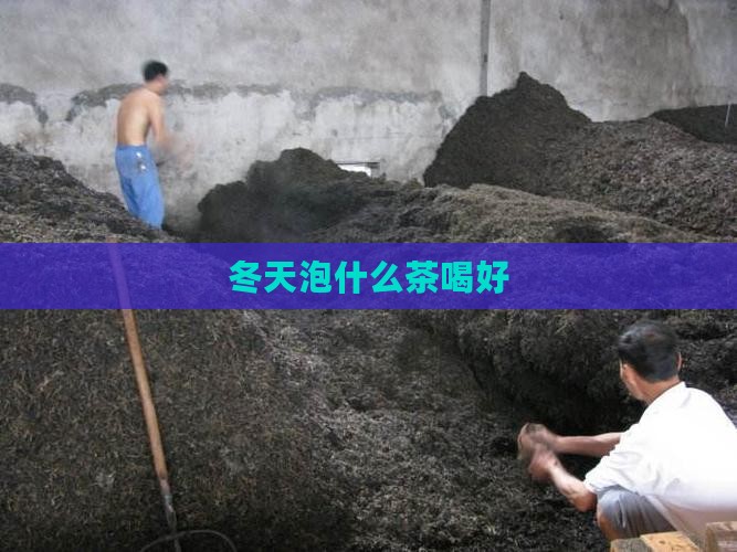 冬天泡什么茶喝好