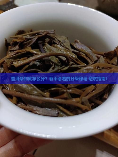 普洱茶分级评述