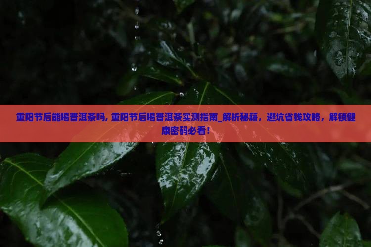 重阳节后能喝普洱茶吗