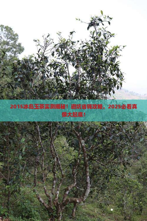 2015冰岛玉茶