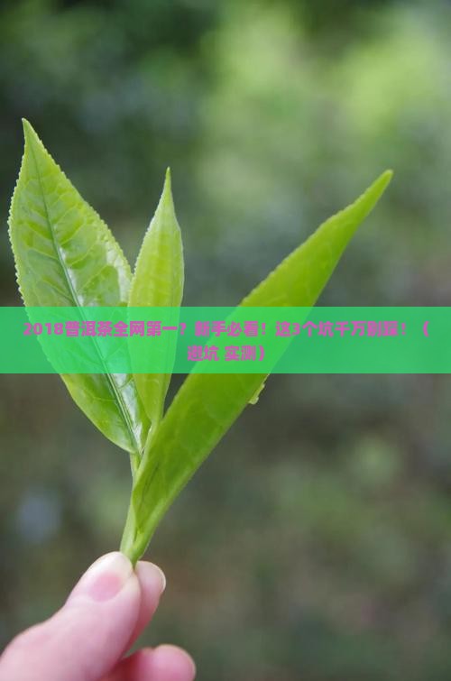 2018普洱茶全网第一