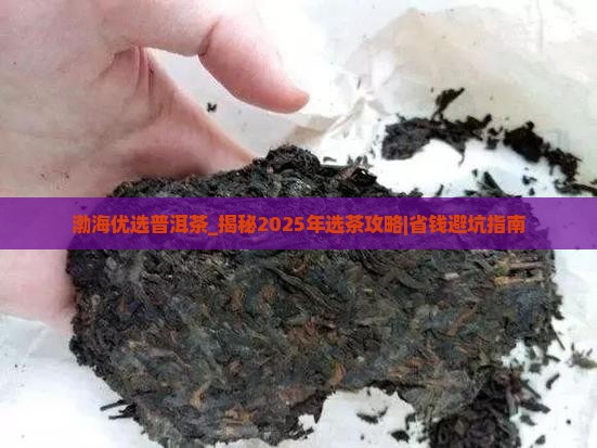 渤海优选普洱茶