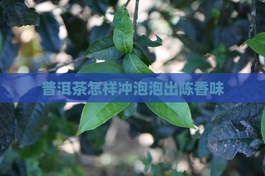 普洱茶怎样冲泡出陈香味