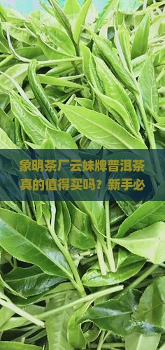 象明茶厂云妹牌普洱茶