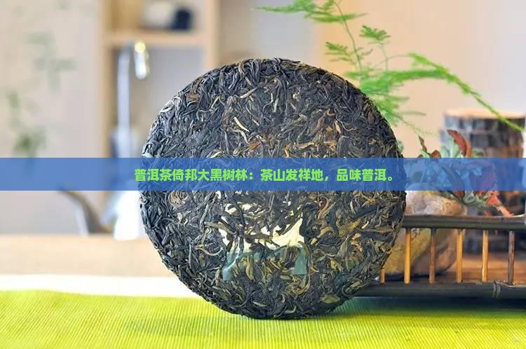 普洱茶倚邦大黑树林