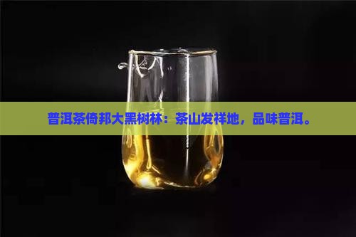 普洱茶倚邦大黑树林