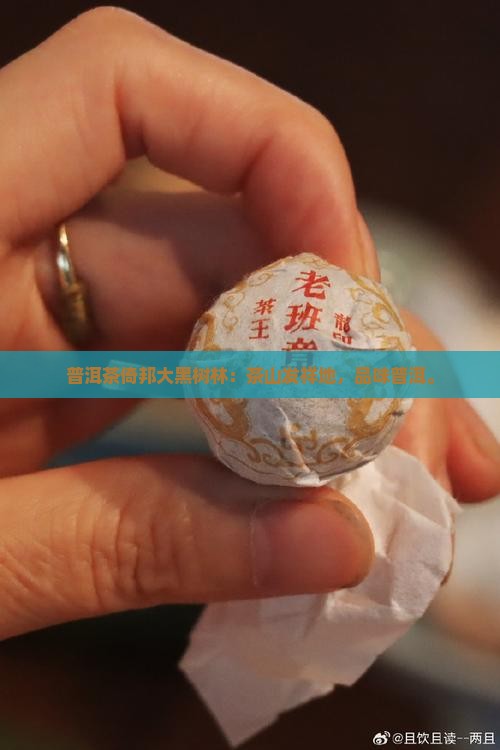 普洱茶倚邦大黑树林