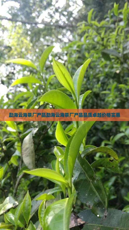 勐海云海茶厂产品
