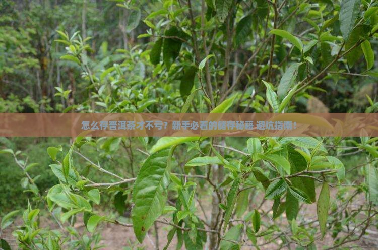 个人如何储存普洱茶 个人如何储存普洱茶