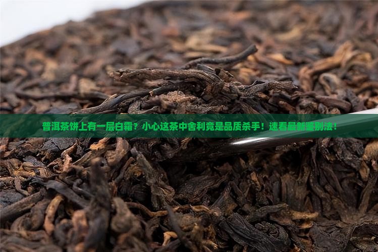 普洱茶饼上有一层白霜 普洱茶饼上有一层白霜