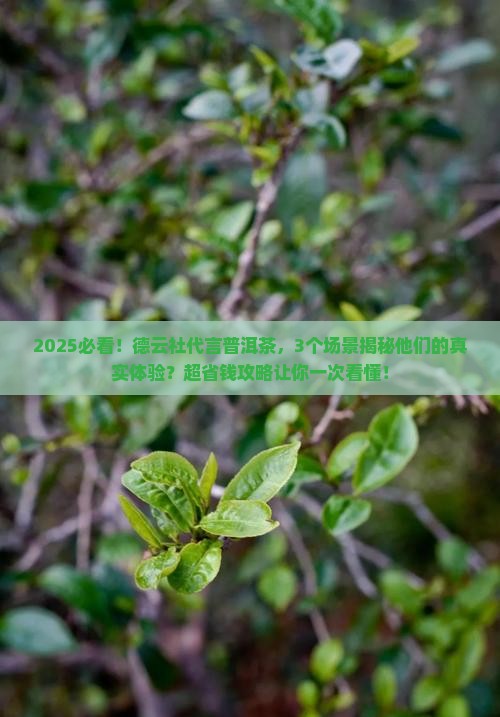 德云社为普洱茶代言