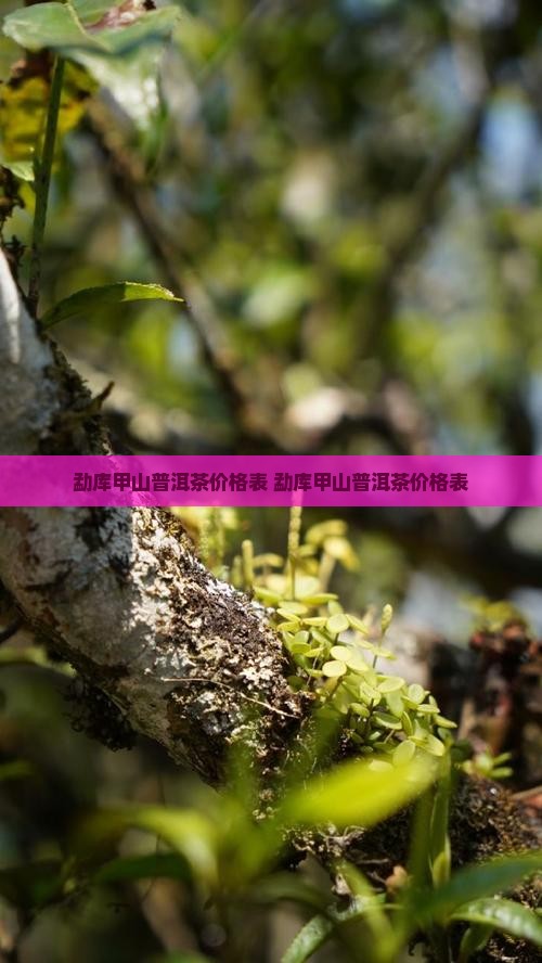勐库甲山普洱茶价格表