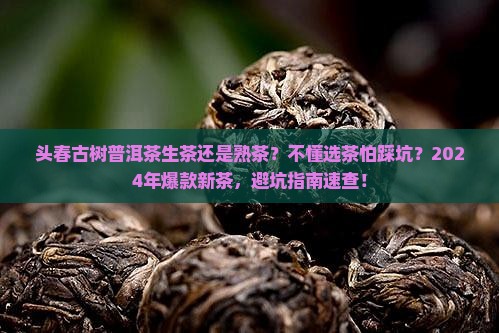 头春古树普洱茶生茶还是熟茶