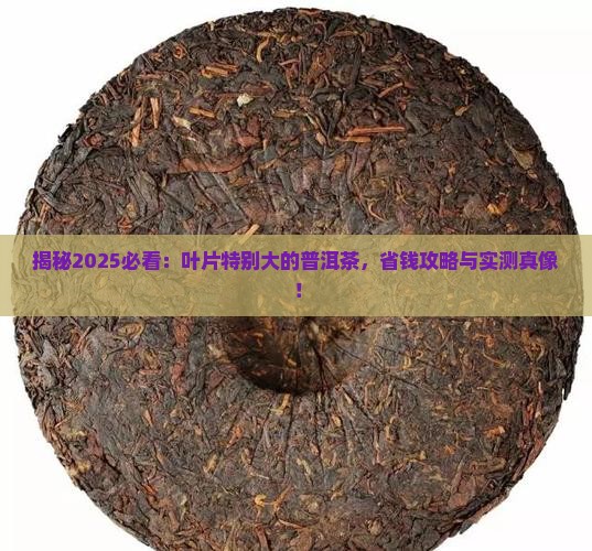 叶片特别大的普洱茶