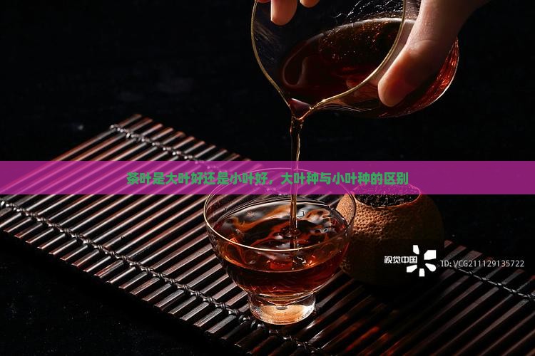 茶叶是大叶好还是小叶好