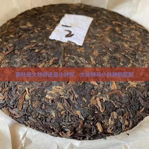 茶叶是大叶好还是小叶好