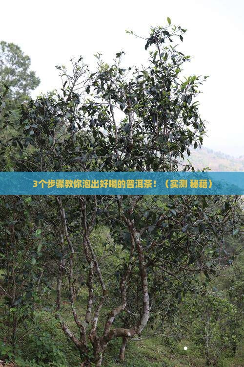 普洱茶怎么改变口感的