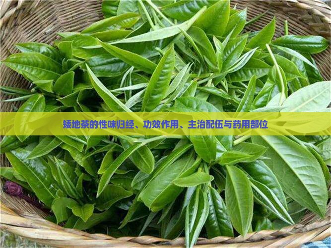 矮地茶的性味归经