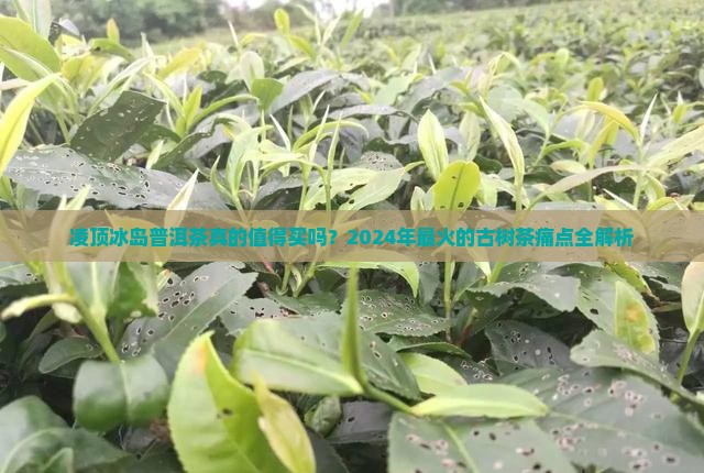 凌顶冰岛普洱茶
