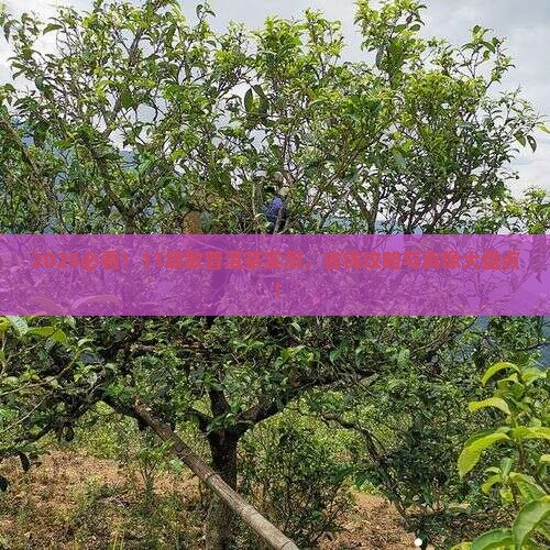 11级散普洱茶