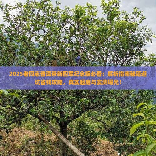 老同志普洱茶新四军纪念版