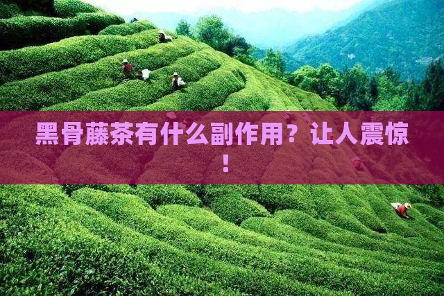 黑骨藤茶有什么副作用