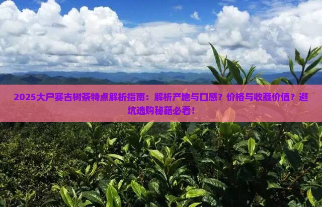 大户赛古树茶特点